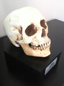 One skull box
